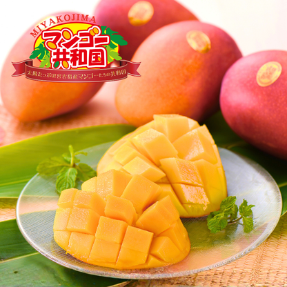 【数量限定】2026年 宮古島産 完熟マンゴー 化粧箱入（1.2kg／2.0kg）【送料無料】