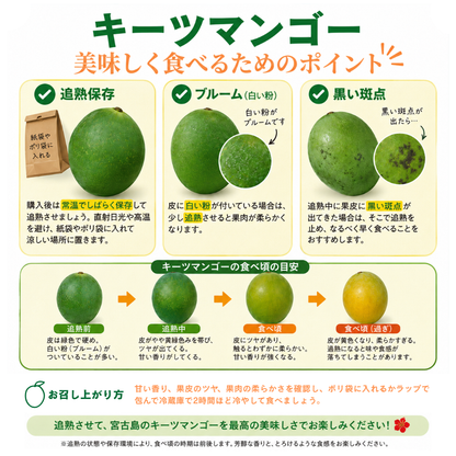 【数量限定】2026年 宮古島産 キーツマンゴー 化粧箱入（1玉／2玉）【送料無料】
