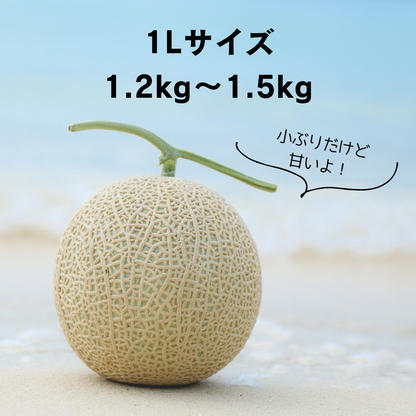 2026年 宮古島冬メロン 1玉（1Lサイズ 1.2kg～1.5kg）【送料込】