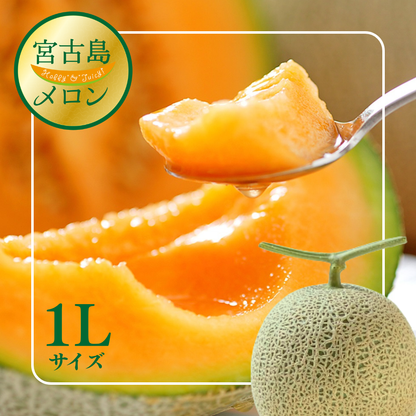 2026年 宮古島冬メロン 1玉（1Lサイズ 1.2kg～1.5kg）【送料込】