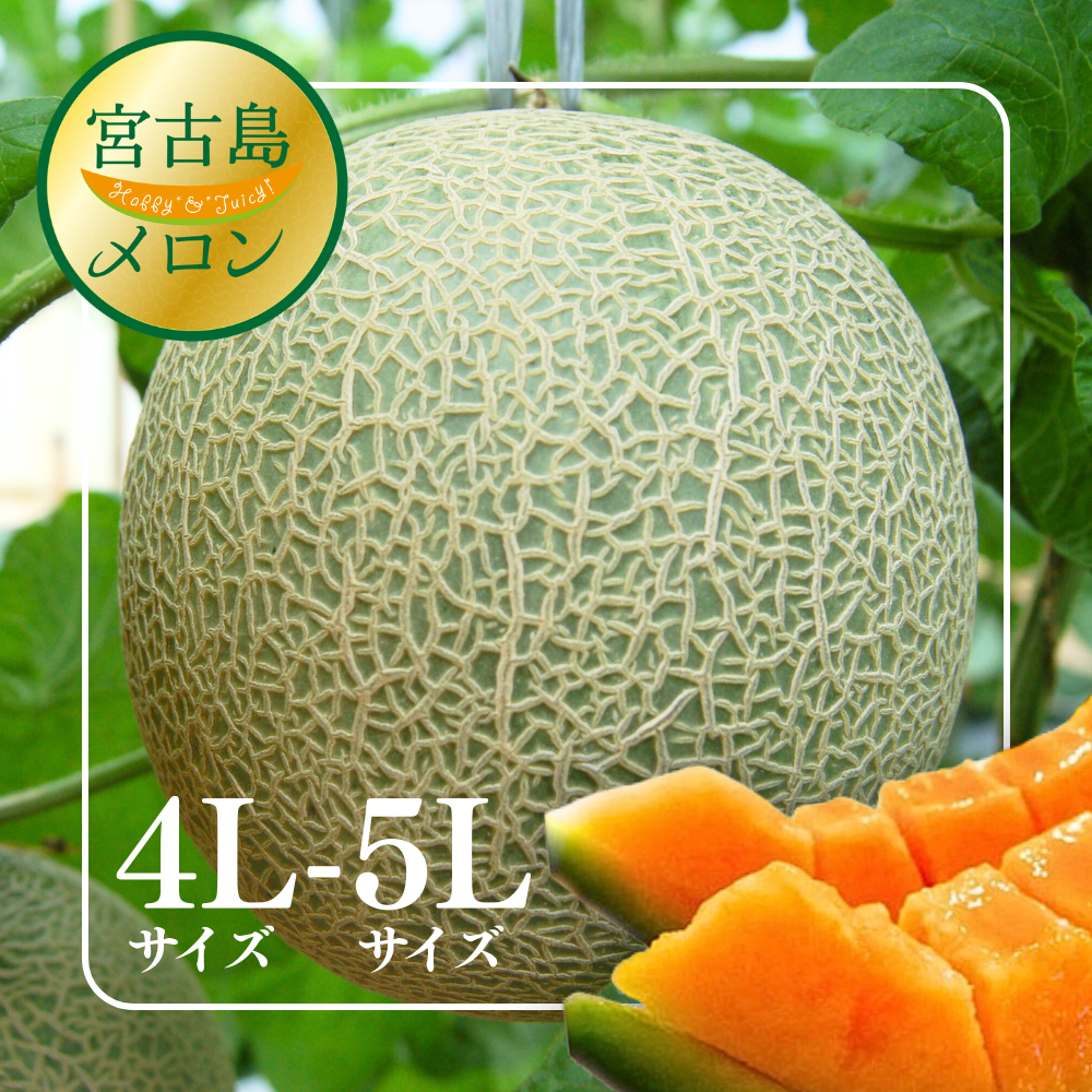 【大玉】2026年 宮古島春メロン 1玉（4L～5Lサイズ 2.3kg以上）