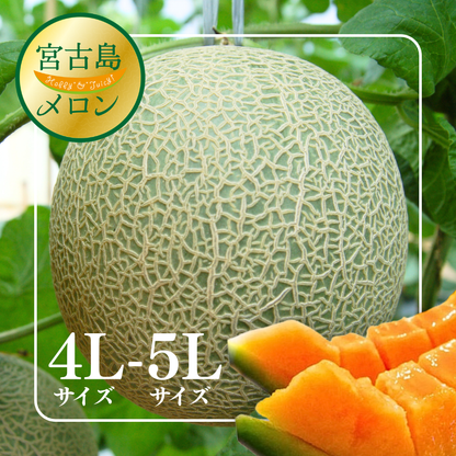 【大玉】2026年 宮古島春メロン 1玉（4L～5Lサイズ 2.3kg以上）