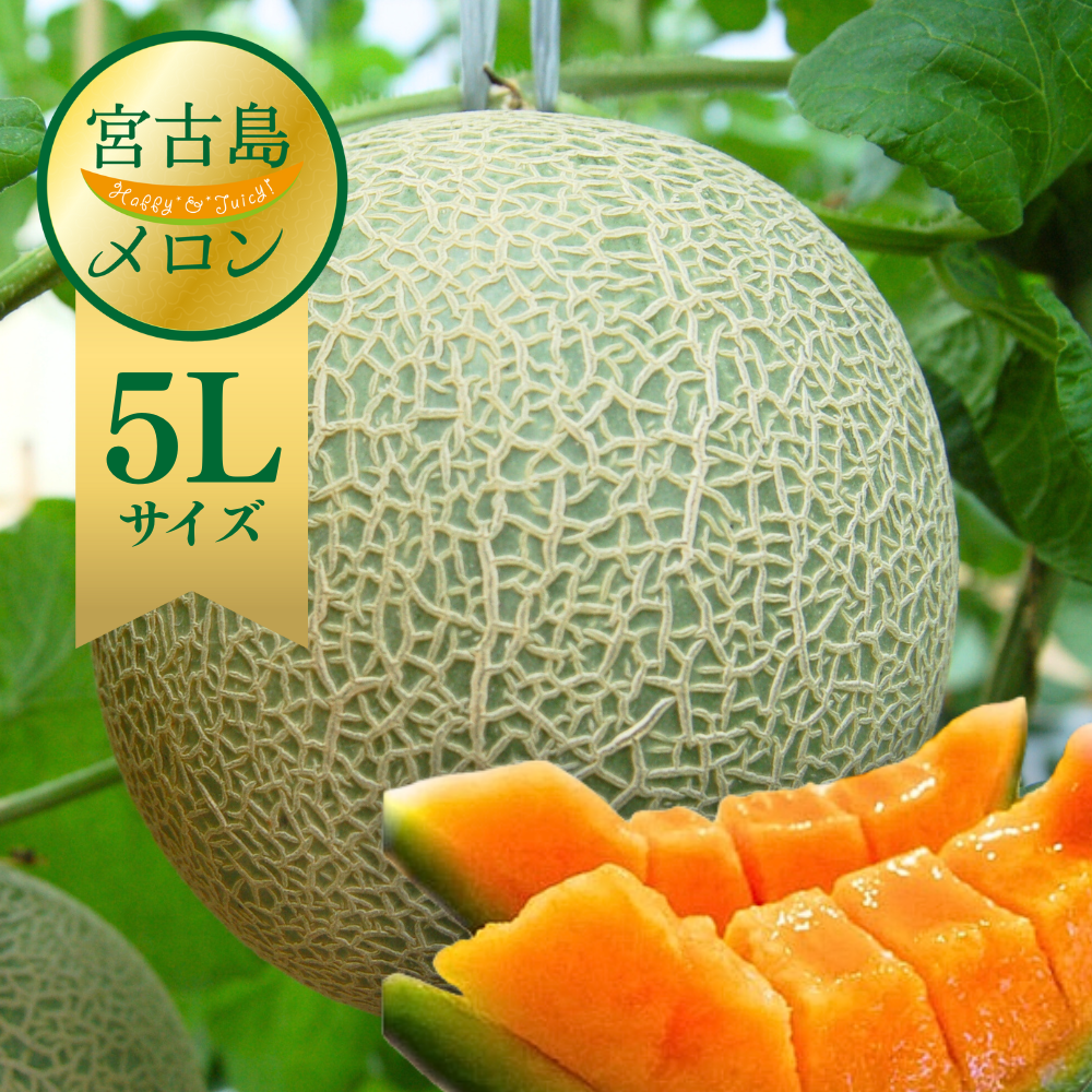 【大玉】2026年 宮古島冬メロン 1玉（5Lサイズ 2.3kg～2.8kg）【送料込】