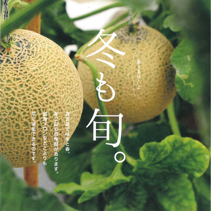 【大玉】2026年 宮古島冬メロン 1玉（5Lサイズ 2.3kg～2.8kg）【送料込】