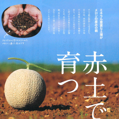 【大玉】2026年 宮古島冬メロン 1玉（5Lサイズ 2.3kg～2.8kg）【送料込】