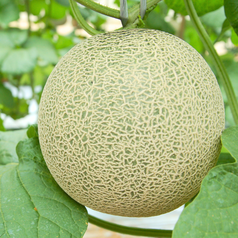 2026年 宮古島冬メロン 2玉（3Lサイズ 2玉合計3.4kg～4.0kg）【送料込】